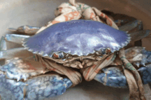 Người dân Cà Mau bắt được con cua màu xanh tím hiếm thấy