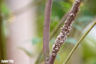 Nghề lạ nơi biên giới: Nuôi loài rệp cho thứ nhựa màu son, giá trị cao