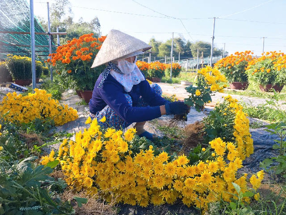 Đà Nẵng: Làng Nhơn Thọ ăn Tết to do bán hoa đắt hàng - 1 Đà Nẵng: Làng Nhơn Thọ ăn Tết to do bán hoa đắt hàng - 1