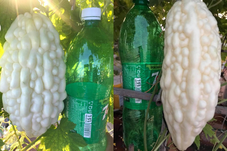 Vườn sân thượng rau trái lạ có kích thước khổng lồ của ông bố Sài Gòn - 5