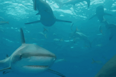 Vùng biển tử thần nơi hàng chục con cá mập tụ tập săn mồi