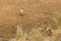 Sư tử được giải cứu kịp thời khi bị đàn linh cẩu háu đói bao vây