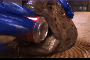 Kinh hoàng lươn “quái vật” nghiền nát lon nước ngọt dù đã đầu lìa khỏi thân