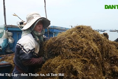 Nghề hái rong mơ kiếm được tiền triệu mỗi ngày nhưng cũng rất nguy hiểm đến