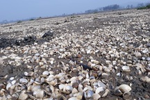 Xót xa nhìn 90 tấn ngao bất ngờ chết trắng