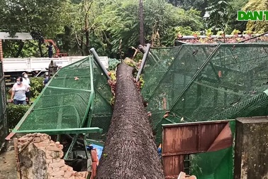 Cây cổ thụ bật gốc đè sập chuồng thú trong Thảo Cầm Viên