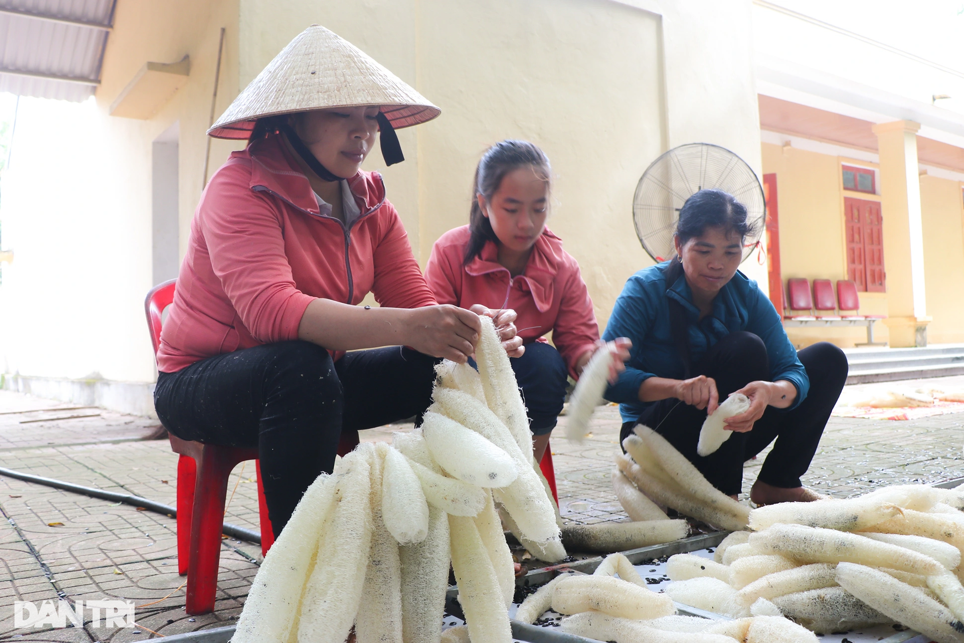 View - Trồng mướp, "treo" quả thật già, nông dân được đặt mua cả vườn | Báo Dân trí