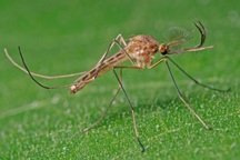 Vì sao Iceland lần đầu tiên có muỗi trong tự nhiên?