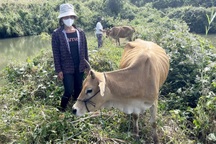 Vụ bò sinh sản nhỏ như bê, ốm yếu bất thường: Phát hiện nhiều vi phạm