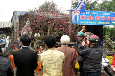 Một cây đào có giá bằng… 2 năm lương