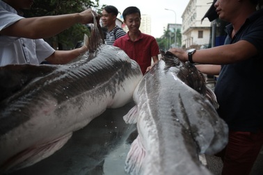 Cận cảnh cá lăng "khủng" giá 200 triệu đồng ở Hà Nội