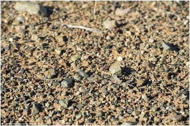 Kinh ngạc trước thiên tài  “tàng hình” của thế giới động vật