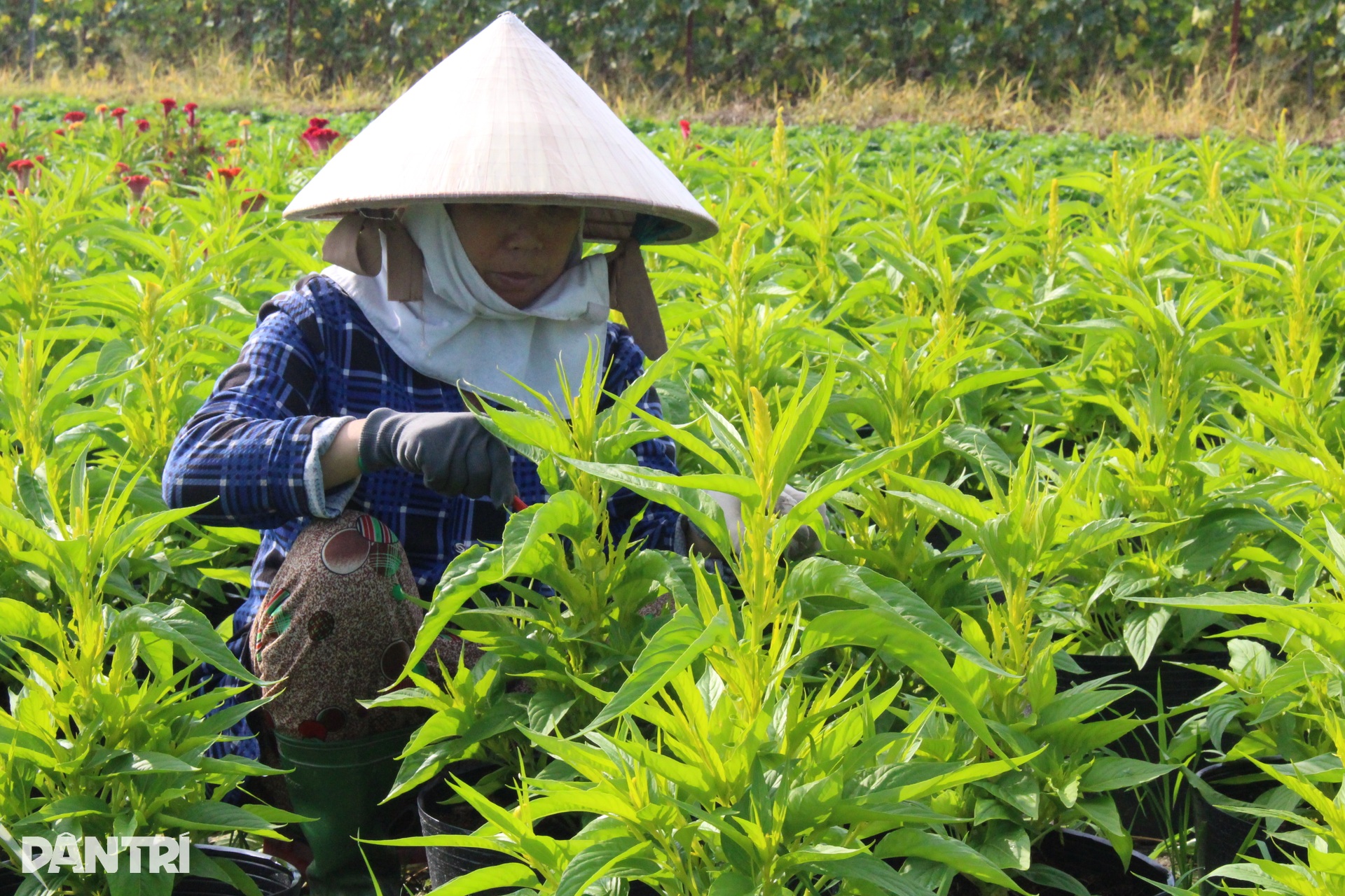 Lo không có người mua, nhà vườn Bình Dương trồng giảm một nửa số lượng hoa - 4 Lo không có người mua, nhà vườn Bình Dương trồng giảm một nửa số lượng hoa - 4