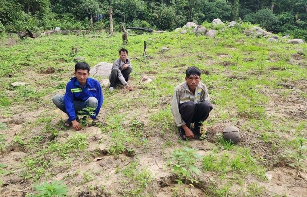 Tạm giữ ba người lên núi trồng cần sa - 1 Tạm giữ ba người lên núi trồng cần sa - 1