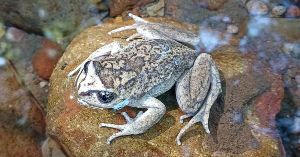 Tìm thấy loài ếch bị lãng quên sau hơn 120 năm