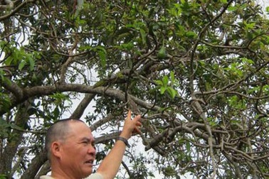 “Vớ bẫm” vì cây bơ “mắn” quả