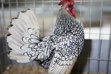 Gà "vảy cá" giá 5-7 triệu: Hàng hiếm chơi Tết, dân chơi xếp hàng cả tháng