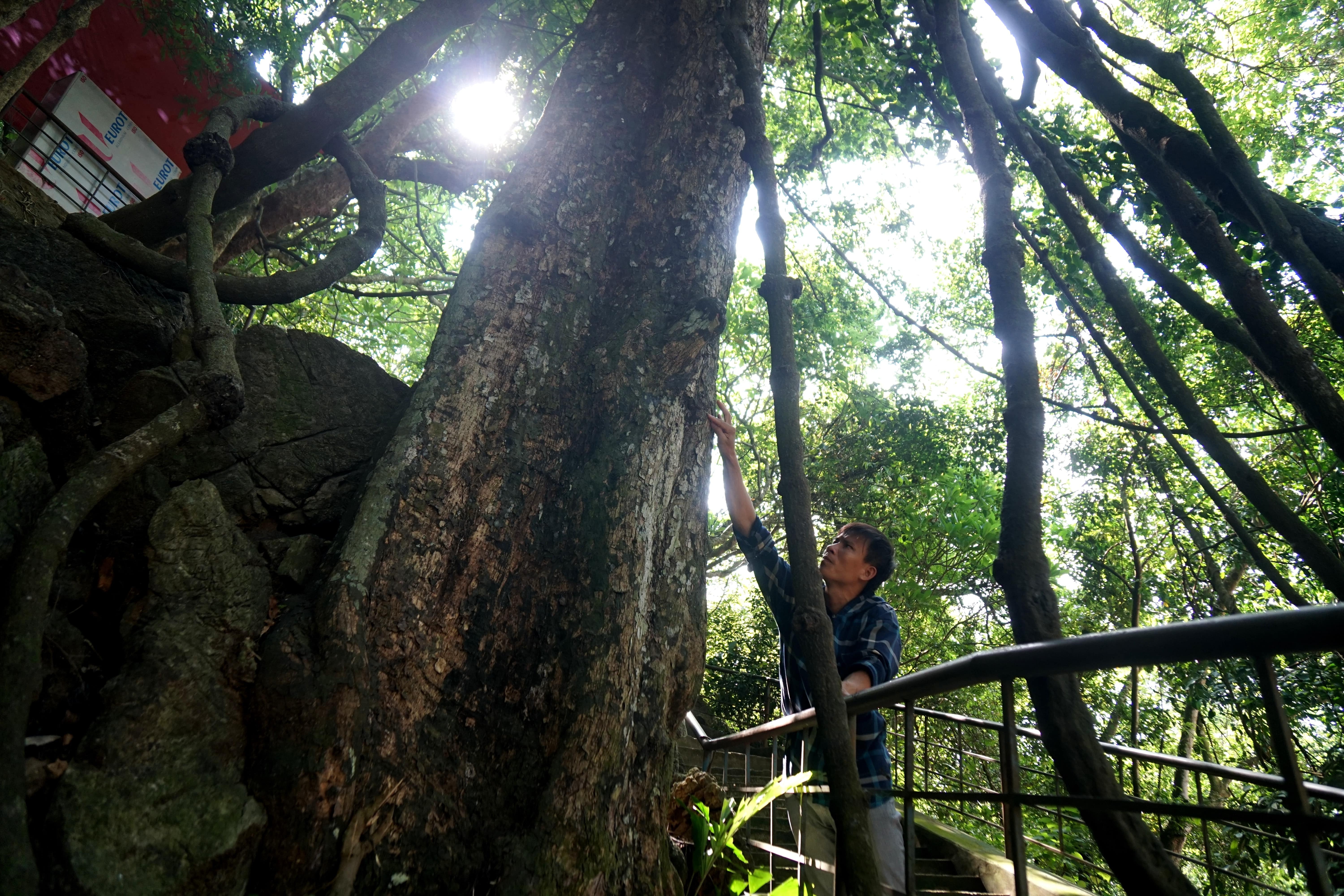 Ngắm cây võng tiên hàng trăm năm tuổi trước cửa động Từ Thức - 5