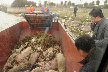 Tìm ra thủ phạm vụ “mưa” lợn chết trên sông Thượng Hải