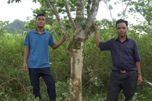 "Vương quốc" gỗ sưa bí mật của người A Rem