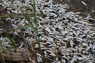 Hàng nghìn con cá chết bí ẩn, "phơi bụng" trên bãi biển bốc mùi hôi tanh