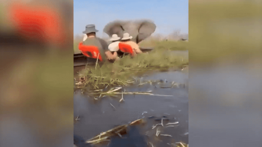 Nữ du khách bị voi cái nặng 6 tấn đuổi theo, dùng vòi dìm xuống nước - 1