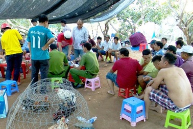 Triệt phá trường gà quy mô lớn vùng ven biển