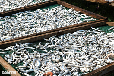 Mùa đỏ lửa tại làng hấp cá