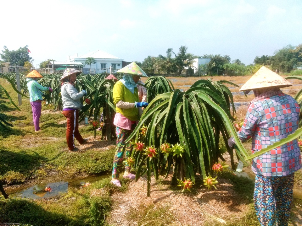 Chuyện lạ: Nông dân trồng thanh long ném tiền cho... thương lái? - 4 Chuyện lạ: Nông dân trồng thanh long ném tiền cho... thương lái? - 4