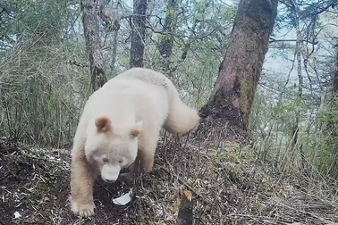 Phát hiện gấu trúc trắng toàn thân duy nhất trên thế giới