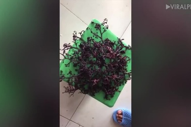 Sinh vật bí ẩn dưới đáy biển sâu của Việt Nam