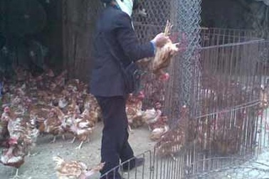 Người Hà Nội đang ăn nhiều thịt gà Trung Quốc