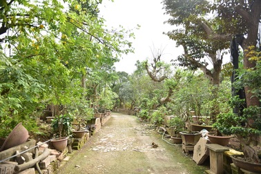 Hoa mắt trước khu vườn triệu đô của ông vua cây cảnh