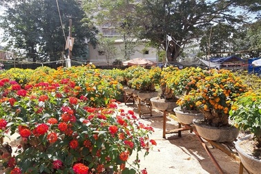 Bonsai ngũ sắc "độc lạ" hút khách dịp Tết