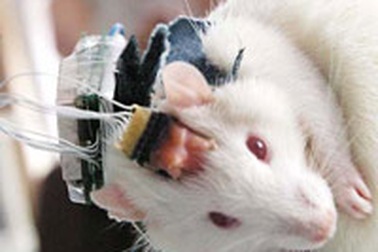 Máy điều khiển chuột 