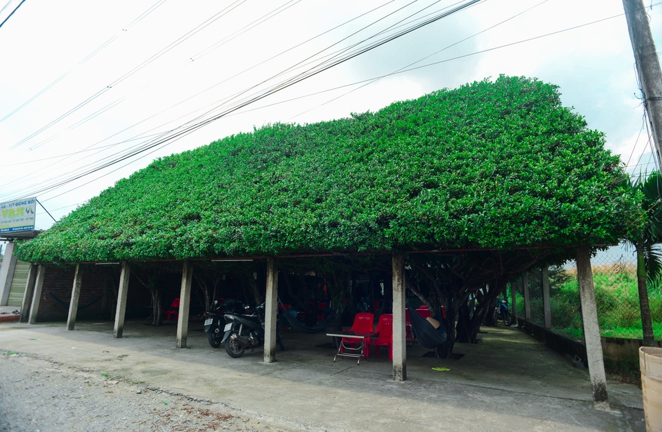 Quán cà phê tạo từ 24 cây si “khủng”, bên trong mát như máy lạnh ở Long An - 6 Quán cà phê tạo từ 24 cây si “khủng”, bên trong mát như máy lạnh ở Long An - 6