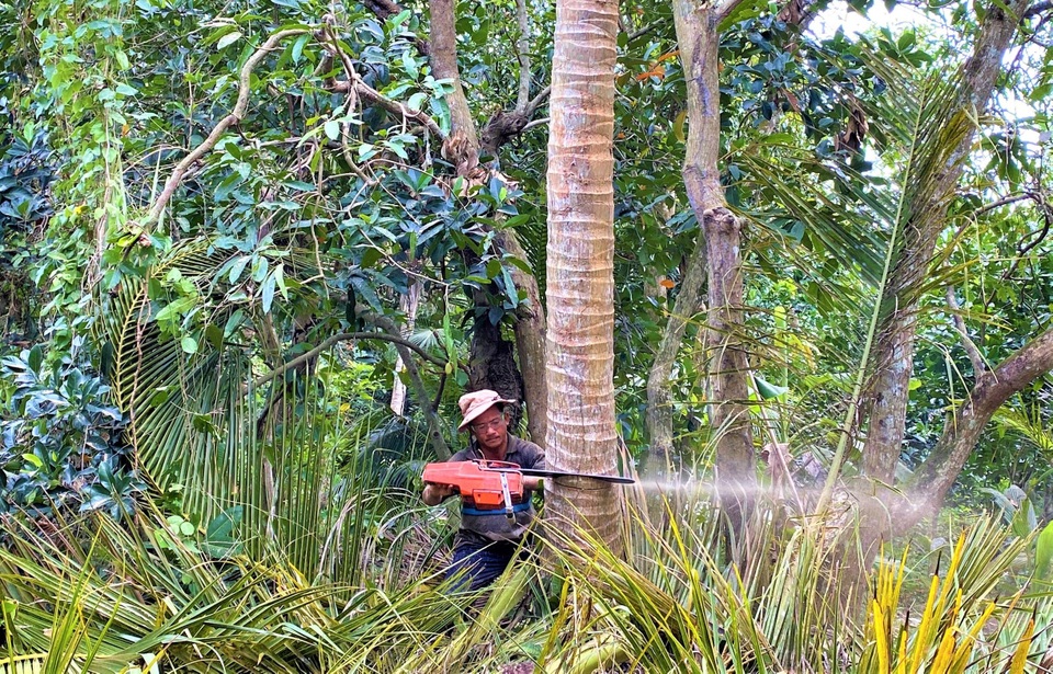 Vua khỉ miền Tây 10 giây leo cây dừa cao hơn chục mét - 3 Vua khỉ miền Tây 10 giây leo cây dừa cao hơn chục mét - 3
