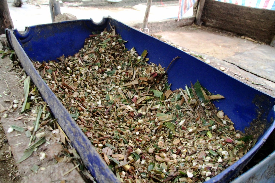 Cận cảnh trâu chọi giá 100 triệu đồng: Ngày uống bia, sáng tập võ công - 3 Cận cảnh trâu chọi giá 100 triệu đồng: Ngày uống bia, sáng tập võ công - 3