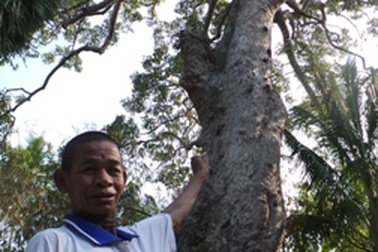 Cận cảnh cây dầu rái 700 năm tuổi