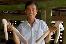 Chiêm ngưỡng cặp nhung hươu có trọng lượng cực “khủng”