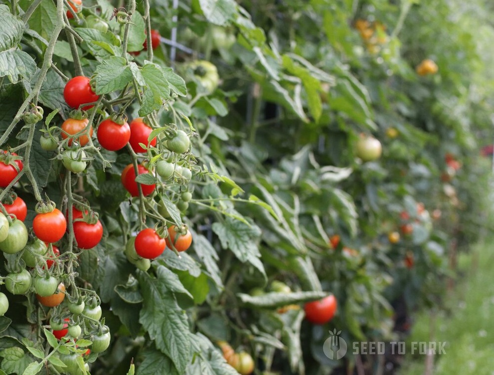 Vợ chồng đưa con ra ngoại thành làm vườn 500m2 quy hoạch ấn tượng - 5