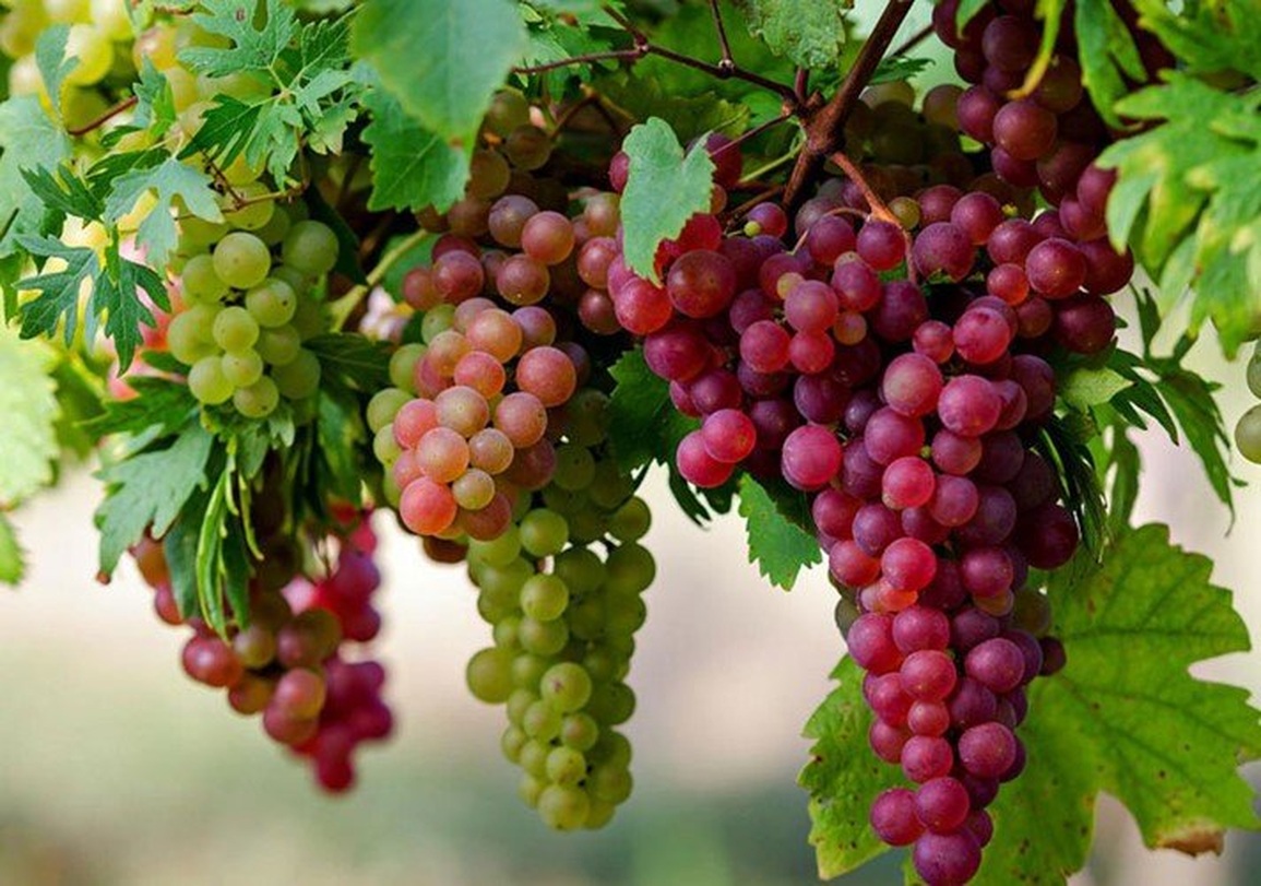 Các món ăn dễ kiếm là khắc tinh của ung thư - 6 Các món ăn dễ kiếm là khắc tinh của ung thư - 6