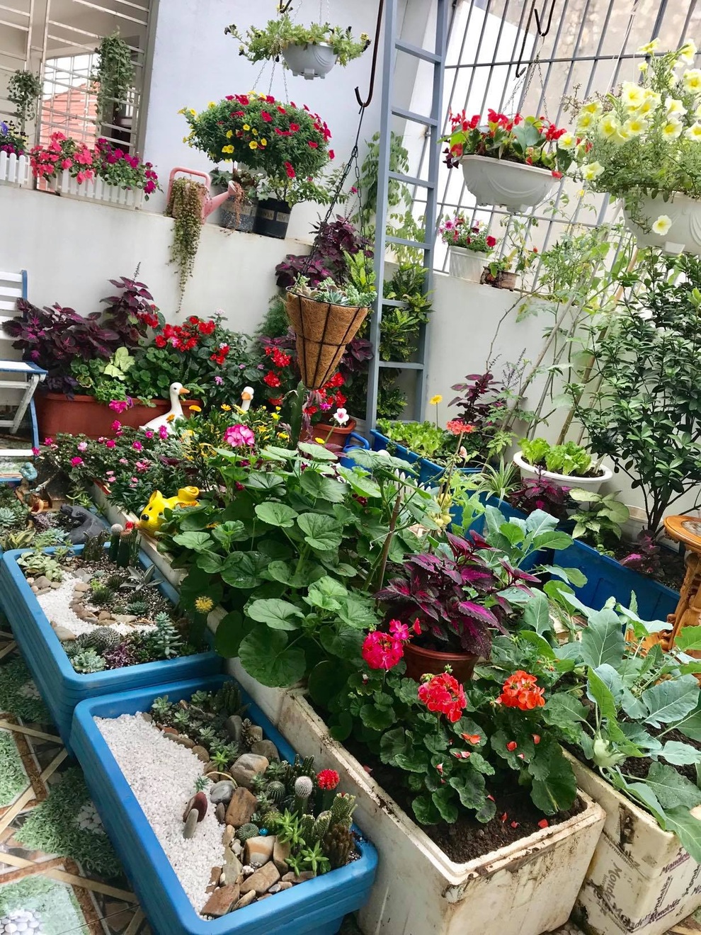 Tái chế đồ cũ, gia chủ Hải Phòng làm vườn sân thượng đẹp như công viên - 4 Tái chế đồ cũ, gia chủ Hải Phòng làm vườn sân thượng đẹp như công viên - 4
