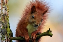 Vì sao con người không rậm lông như các loài thú có vú khác?