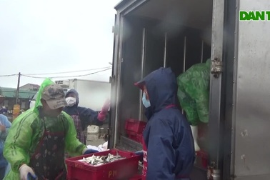 Kiếm tiền triệu mỗi ngày, lao động bốc xếp ở cảng cá mơ Tết "ấm"