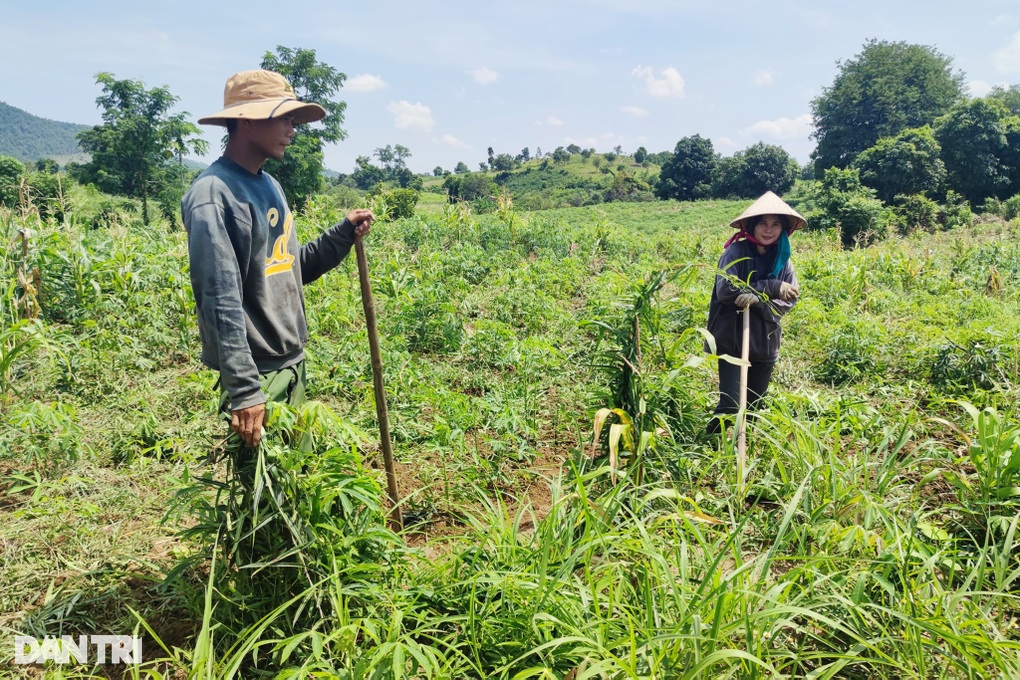 Nghịch cảnh ruộng đồng khát khô bên hồ thủy lợi trăm tỷ đắp chiếu - 4 Nghịch cảnh ruộng đồng khát khô bên hồ thủy lợi trăm tỷ đắp chiếu - 4