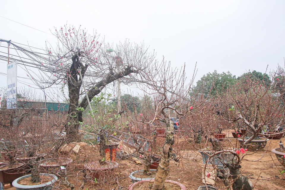 Cây đào cổ thụ hơn 60 năm tuổi chủ vườn quyết để chơi không bán - 5 Cây đào cổ thụ hơn 60 năm tuổi chủ vườn quyết để chơi không bán - 5