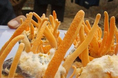 Cơn sốt săn lùng loài "sâu cỏ" giá bạc tỷ