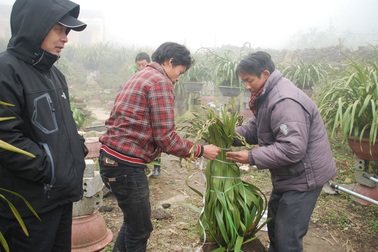 Địa lan Sapa được mùa, giá không tăng nhiều