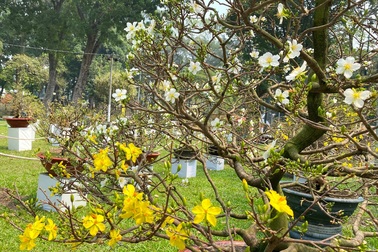 TP.HCM: "Độc nhất vô nhị" cây mai nở cùng lúc hai màu hoa trắng và vàng